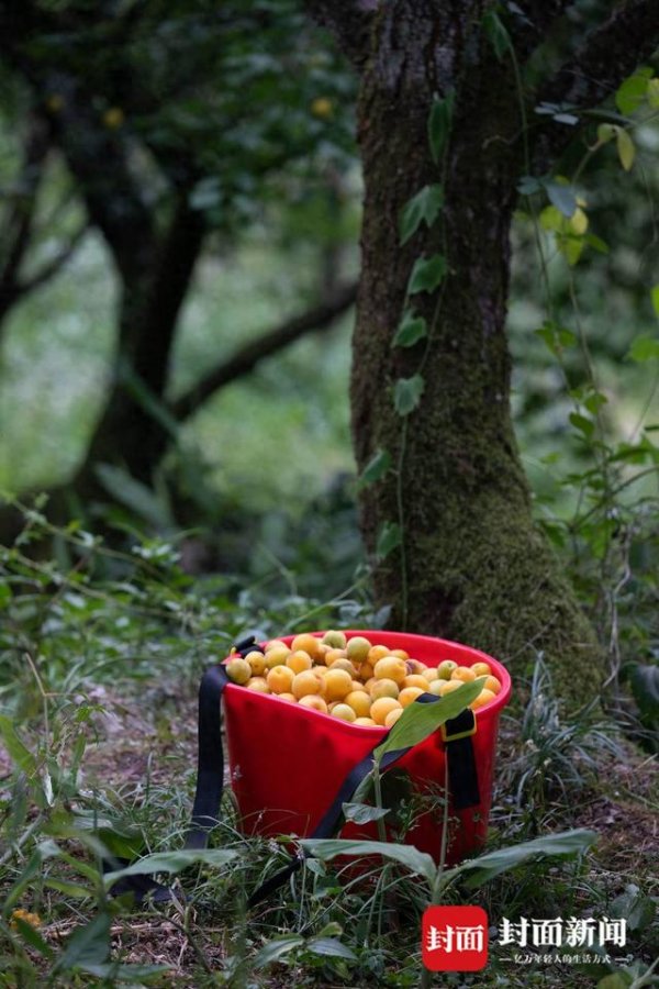牛顺网 泡酒、制酱、泡饮……成都大邑3万亩青梅熟了丨图集