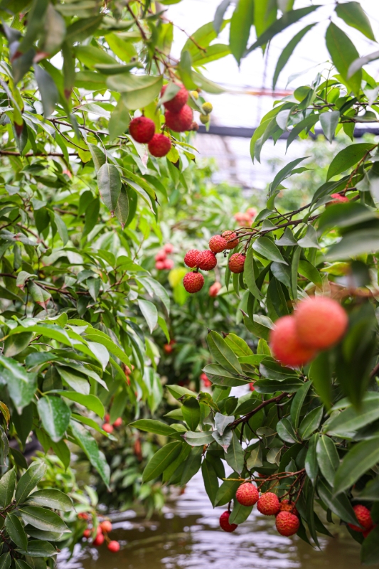 溢诚优配 沪郊枫泾，这片水上荔枝林红了，盛邀市民前来现摘现吃！持续到8月1日