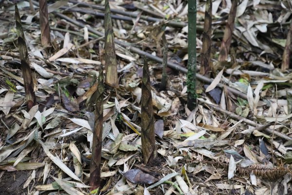 大咖配资 预计产出鲜笋3000吨！四川兴文苗乡“山珍”即将上市